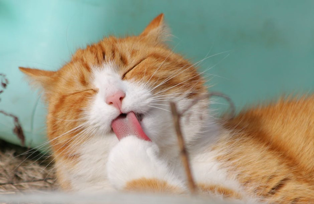 Waarom spinnen katten als je ze aait? Dit is wat het betekent
