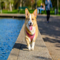 Kun je een oudere hond verzekeren?