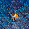 Wat is het verschil tussen een Nano aquarium en een gewoon aquarium?