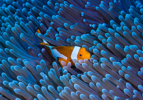 Wat is het verschil tussen een Nano aquarium en een gewoon aquarium?