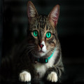 Twijfel je over een kat? Lees dan meer