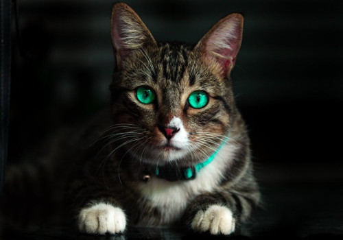 Twijfel je over een kat? Lees dan meer