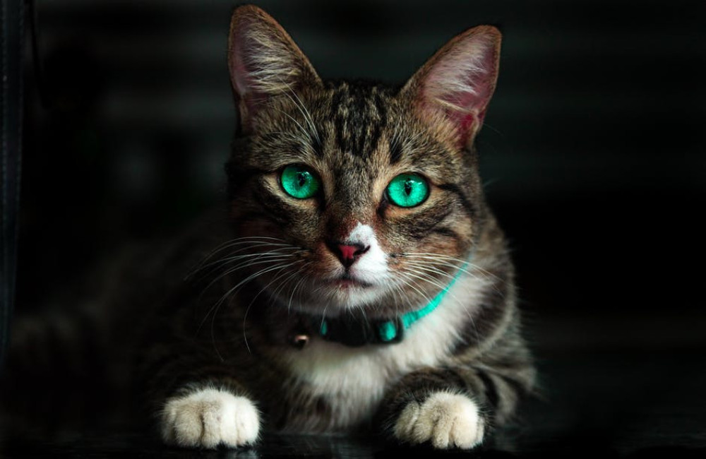 Twijfel je over een kat? Lees dan meer