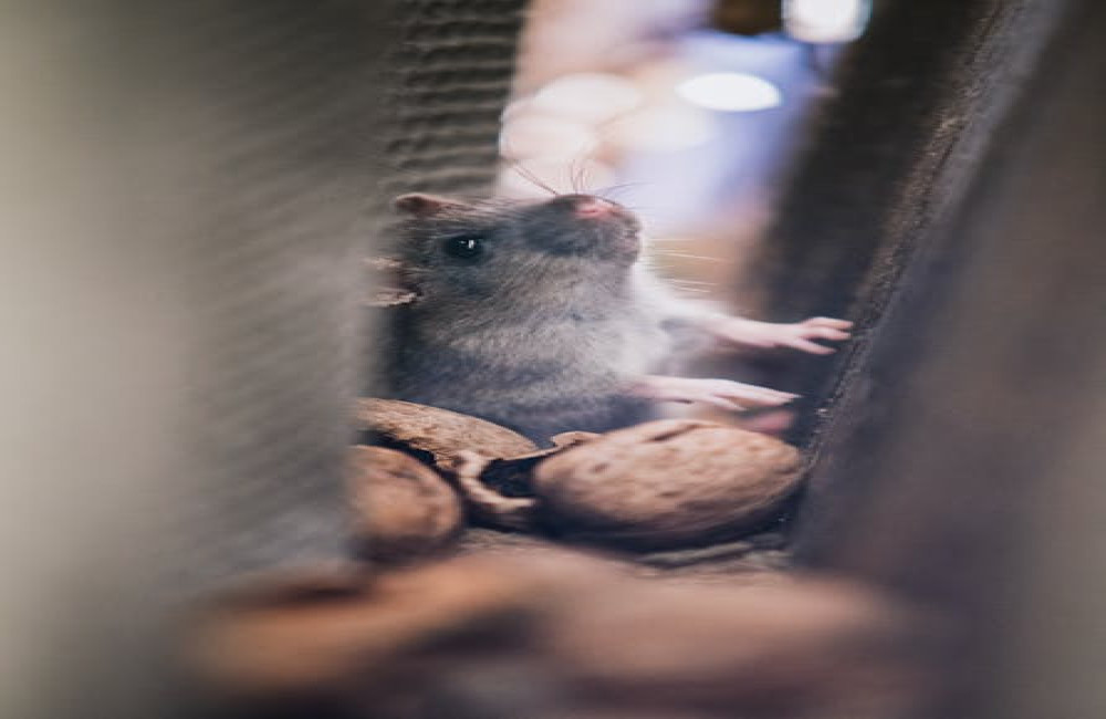 Waarom knagen knaagdieren op alles en hoe ga je hiermee om?