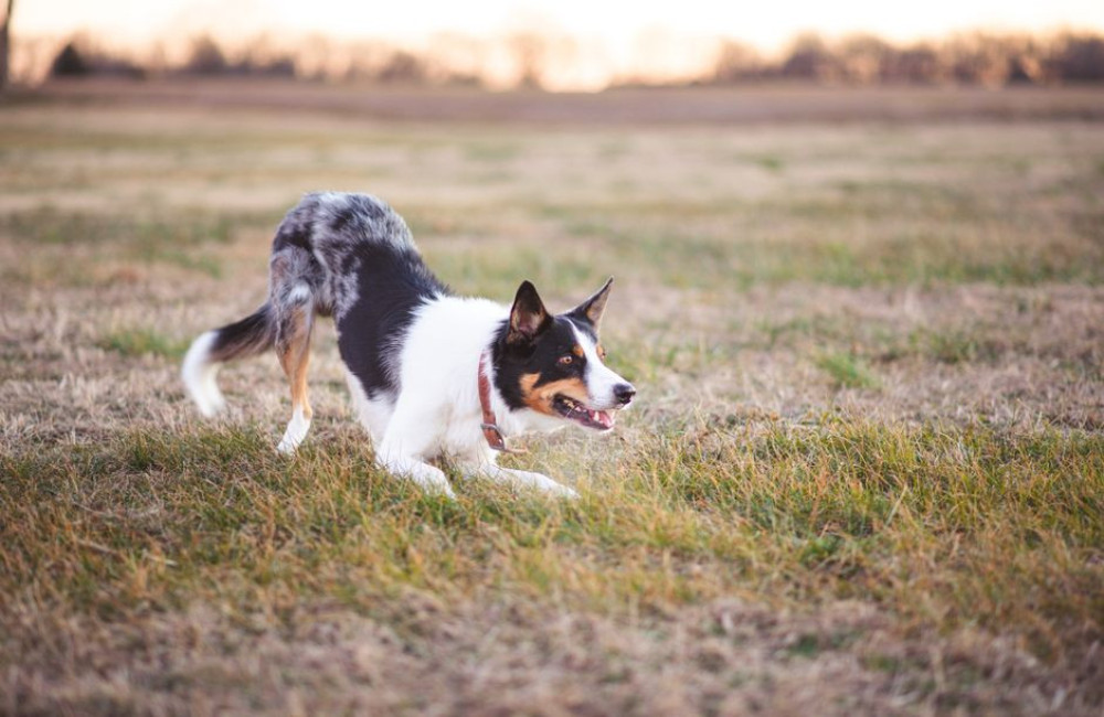 Hoeveel beweging heeft een Border Collie per dag nodig?