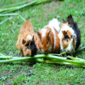 Hoe weet ik of mijn cavia zich gelukkig voelt?