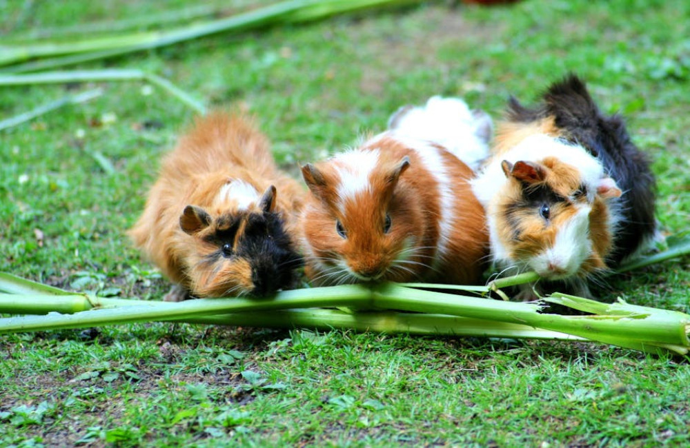 Hoe weet ik of mijn cavia zich gelukkig voelt?