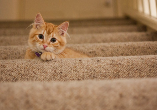 Wel of geen kat in huis nemen? Dit moet je overwegen