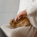 Vanaf welke temperatuur krijgt een konijn in een buitenhok last van de hitte?