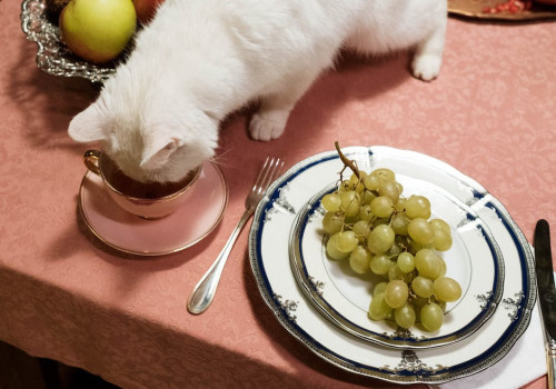Het belang van het juiste kattenvoer voor de behoeften van jouw kat