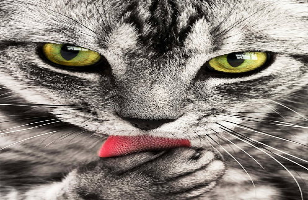 Wat betekent het spreekwoord de kat uit de boom kijken?