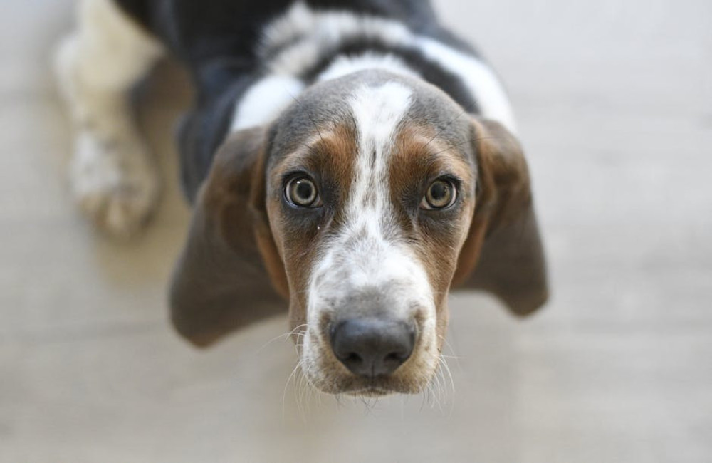 Nederlandse naam beagle: dit is het antwoord