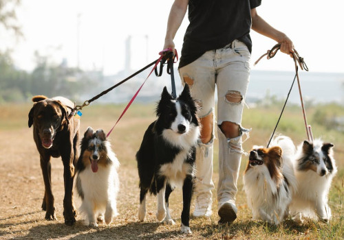 Wat is Puppyplaats.nl en is het betrouwbaar?