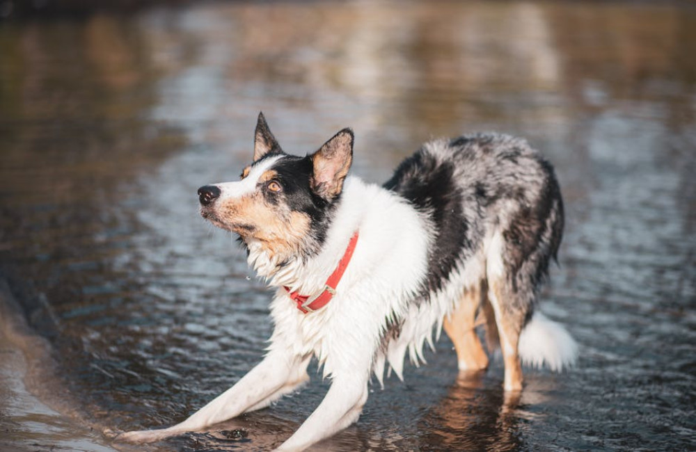 Honden afkoelen in de zomer: wat werkt en wat moet je echt niet doen