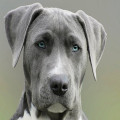 Waarom eet mijn hond gras en is dat slecht voor hem?