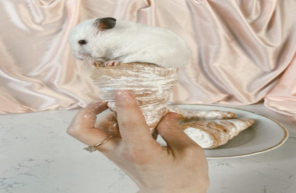 Wat mag een hamster wel en niet eten?