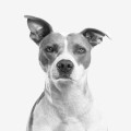 Wat mag een hond wel of niet eten? Veelgestelde vragen over hondenvoeding