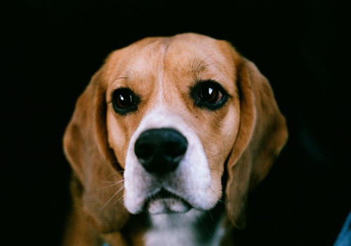 Nederlandse naam beagle: oorsprong en betekenis