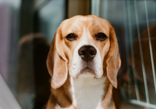 Nederlandse naam beagle: alles over de naam van dit hondenras