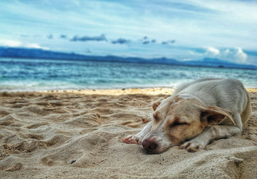 De hond meenemen op vakantie? Dit zijn een aantal goede bestemmingen!