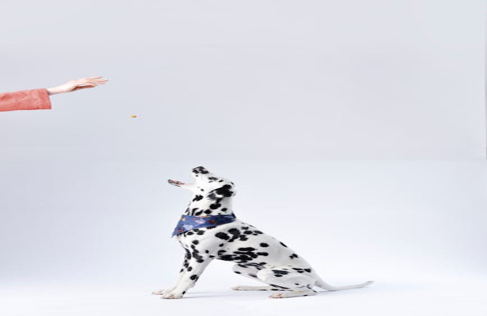 Waarom eet mijn hond poep en wat kan ik eraan doen?