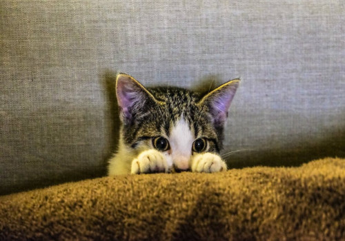 Een kattenluik als deur tussen buiten en binnen!
