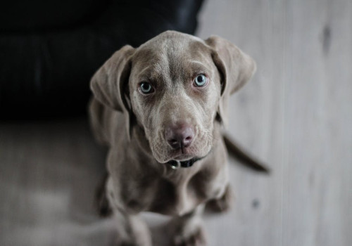 Is CBD olie goed voor je huisdier?